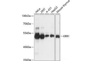 Western blot analysis of extracts of various cell lines using KRR1 Polyclonal Antibody at dilution of 1:3000. (KRR1 Antikörper)