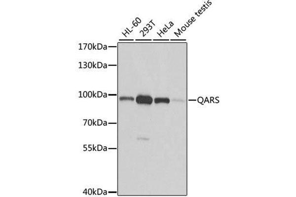 QARS Antikörper  (AA 1-250)