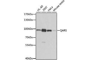 Western blot analysis of extracts of various cell lines, using QARS antibody. (QARS Antikörper  (AA 1-250))