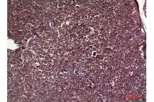 Immunohistochemistry (IHC) analysis of paraffin-embedded Human Pancreas, antibody was diluted at 1:100. (APOC3 Antikörper  (Internal Region))