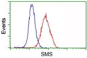 Image no. 4 for anti-Spermine Synthase, SMS (SMS) antibody (ABIN1501092) (SMS Antikörper)