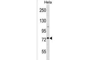 GOLGA8H Antibody (N-term) (ABIN1539130 and ABIN2850078) western blot analysis in Hela cell line lysates (35 μg/lane). (GOLGA8H Antikörper  (N-Term))
