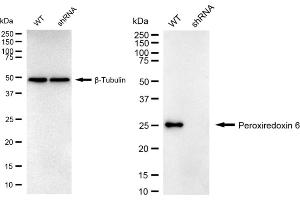 Western blotting analysis using Peroxiredoxin 6 antibody (ABIN7799781). (Rekombinanter Peroxiredoxin 6 Antikörper)
