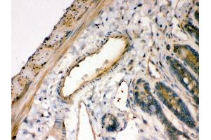 Anti- IKB alpha Picoband antibody, IHC(P) IHC(P): Rat Intestine Tissue (NFKBIA Antikörper  (AA 3-112))
