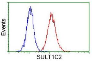 Image no. 2 for anti-Sulfotransferase Family, Cytosolic, 1C, Member 2 (SULT1C2) antibody (ABIN1501233) (SULT1C2 Antikörper)
