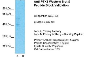 Host: Rabbit  Target Name: PTX3  Sample Tissue: HepG2 Whole Cell  Lane A:  Primary Antibody Lane B:  Primary Antibody + Blocking Peptide Primary Antibody Concentration: 1 µg/mL Peptide Concentration: 5 µg/mL Lysate Quantity: 41 µg/laneGel Concentration:. (PTX3 Antikörper  (N-Term))