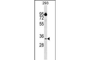 Western blot analysis in 293 cell line lysates (35ug/lane). (CIAPIN1 Antikörper  (AA 81-108))
