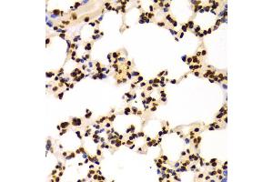 Immunohistochemistry of paraffin-embedded Mouse lung using DiMethyl-Histone H3-K4 antibody (ABIN1872995) at dilution of 1:100 (40x lens). (Histone 3 Antikörper  (H3K4me2))