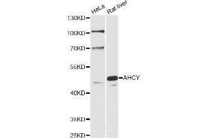 Western blot analysis of extracts of various cell lines, using AHCY antibody (ABIN6291654) at 1:1000 dilution. (AHCY Antikörper)