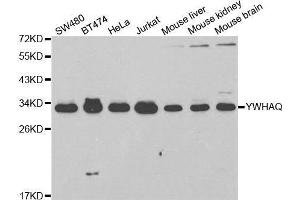 Western blot analysis of extracts of various cell lines, using YWHAQ antibody. (14-3-3 theta Antikörper  (AA 1-245))