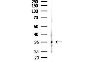 anti-Neuropeptides B/W Receptor 1 (NPBWR1) (C-Term) antibody