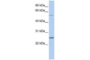 WB Suggested Anti-SCN1B Antibody Titration:  0. (SCN1B Antikörper  (Middle Region))