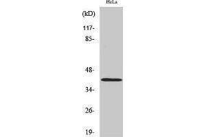 Western Blot analysis of HeLa cells using Actin Polyclonal Antibody diluted at 1:2000. (Actin Antikörper  (AA 300-380))