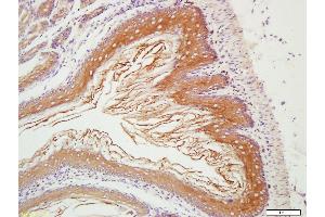 Paraformaldehyde-fixed, paraffin embedded mouse stomach; Antigen retrieval by boiling in sodium citrate buffer (pH6. (CHCHD2 Antikörper  (AA 96-130))