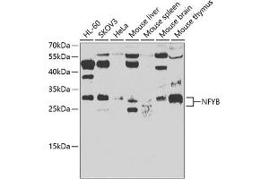 Western blot analysis of extracts of various cell lines, using NFYB antibody (ABIN6128340, ABIN6144602, ABIN6144603 and ABIN6223127) at 1:500 dilution. (NFYB Antikörper  (AA 1-207))
