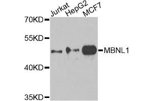 Western blot analysis of extracts of various cell lines, using MBNL1 antibody.