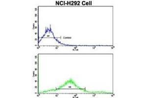 Image no. 3 for anti-Cadherin 7 (CDH7) (AA 63-92), (N-Term) antibody (ABIN356983) (Cadherin 7 Antikörper  (N-Term))