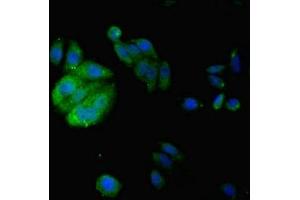 Immunofluorescent analysis of HepG2 cells using ABIN7157146 at dilution of 1:100 and Alexa Fluor 488-congugated AffiniPure Goat Anti-Rabbit IgG(H+L) (IZUMO4 Antikörper  (AA 16-214))