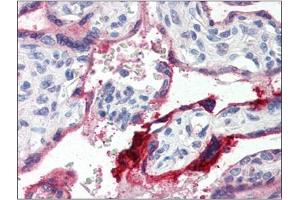 Image no. 1 for anti-Annexin A1 (ANXA1) (C-Term) antibody (ABIN375081) (Annexin a1 Antikörper  (C-Term))
