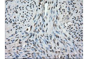 Image no. 3 for anti-Fc gamma RII (CD32) antibody (ABIN1497254) (Fc gamma RII (CD32) Antikörper)
