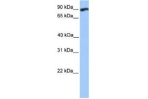 WDFY3 antibody used at 0. (WDFY3 Antikörper  (C-Term))