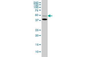 BMP7 monoclonal antibody (M03), clone S52. (BMP7 Antikörper  (AA 1-431))