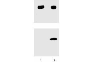 Western Blotting (WB) image for anti-Signal Transducer and Activator of Transcription 3 (Acute-Phase Response Factor) (STAT3) (pTyr705) antibody (ABIN968833)