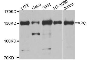 Western blot analysis of extracts of various cell lines, using XPC antibody. (XPC Antikörper  (AA 700-940))