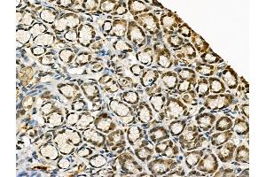Phospho-RAD18 (Ser471) Antibody at 1/100 staining Rat stomach tissue by IHC-P. (RAD18 Antikörper  (pSer471))