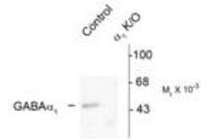 Image no. 2 for anti-gamma-aminobutyric Acid (GABA) A Receptor, alpha 1 (GABRA1) (Cytoplasmic Domain) antibody (ABIN221174) (GABRA1 Antikörper  (Cytoplasmic Domain))