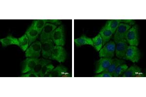 ICC/IF Image alpha-1-Microglobulin antibody detects alpha-1-Microglobulin protein at cytoplasm by immunofluorescent analysis. (AMBP Antikörper)