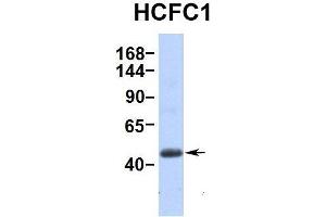 Hum. (HCFC1 Antikörper  (Middle Region))