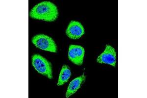 Immunofluorescence (IF) image for anti-Protocadherin gamma Subfamily A, 8 (PCDHGA8) antibody (ABIN2996490) (PCDHGA8 Antikörper)