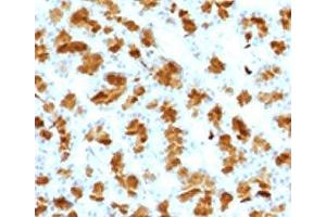 IHC testing of FFPE rat pancreas with Elastase 3B antibody. (Elastase 3B Antikörper  (AA 82-238))