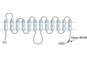 Representative domain view of the target of ABIN7043694.