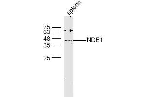 Mouse spleen lysates probed with NDE1 Polyclonal Antibody, unconjugated  at 1:300 overnight at 4°C followed by a conjugated secondary antibody at 1:10000 for 60 minutes at 37°C.