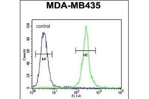 MRM1 Antibody (N-term) (ABIN654341 and ABIN2844111) flow cytometric analysis of MDA-M cells (right histogram) compared to a negative control cell (left histogram). (MRM1 Antikörper  (N-Term))