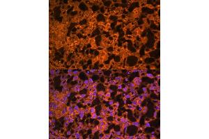 Immunofluorescence analysis of mouse placenta using L antibody  at dilution of 1:100. (LAIR2 Antikörper  (AA 22-120))