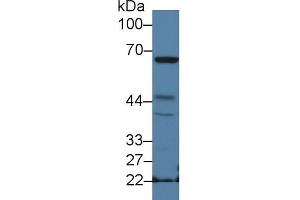 Western blot analysis of Mouse Spleen lysate, using Mouse NCF2 Antibody (2 µg/ml) and HRP-conjugated Goat Anti-Rabbit antibody ( (NCF2 Antikörper  (AA 354-525))