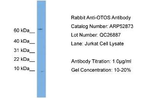 WB Suggested Anti-OTOS  Antibody Titration: 0. (Otospiralin Antikörper  (N-Term))