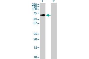Western Blot analysis of ZIM2 expression in transfected 293T cell line by ZIM2 MaxPab polyclonal antibody.