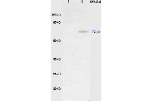 L1 mouse stomach lysates L2 mouse liver lysates probed with Anti HDC Polyclonal Antibody, Unconjugated (ABIN736986) at 1:200 in 4 °C.