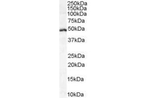ABIN185607 (1µg/ml) staining of Daudi cell lysate (35µg protein in RIPA buffer). (LEF1 Antikörper  (Internal Region))