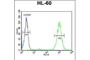 Flow cytometric analysis of HL-60 cells (right histogram) compared to a negative control cell (left histogram). (BLM Antikörper  (C-Term))