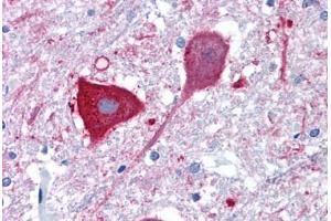 Anti-MRGPRD antibody  ABIN1049068 IHC staining of human brain, medulla. (MRGPRD Antikörper  (Extracellular Domain))