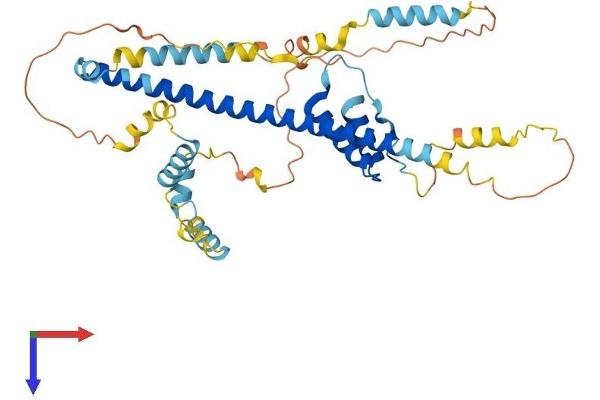 FEZ1 Protein (AA 1-392) (His tag)