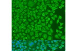 Immunofluorescence analysis of U2OS cells using PCBP1 Polyclonal Antibody at dilution of 1:100. (PCBP1 Antikörper)