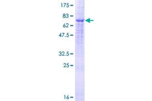 TMPRSS11D Protein (AA 1-418) (GST tag)