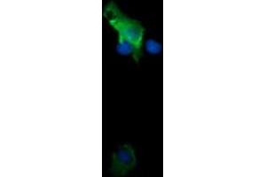 Image no. 1 for anti-Tripartite Motif Containing 38 (TRIM38) (AA 1-265) antibody (ABIN1490679) (TRIM38 Antikörper  (AA 1-265))