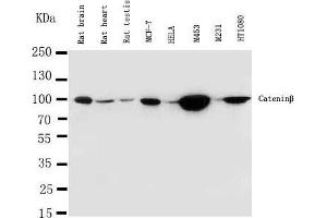Lane 8:  Cell Lysate (CTNNB1 Antikörper  (C-Term))
